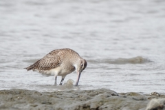 Numenius phaeopus hudsonicus