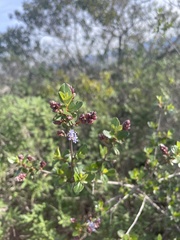 Ceanothus tomentosus