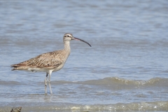 Numenius phaeopus hudsonicus