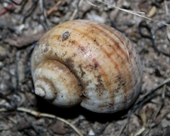 Pomacea canaliculata