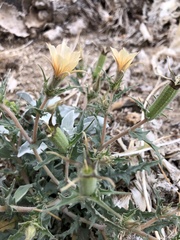 Mentzelia hirsutissima