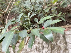 Ardisia cornudentata morrisonensis