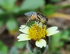 Eristalini