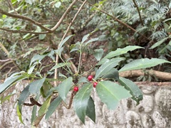 Ardisia cornudentata morrisonensis