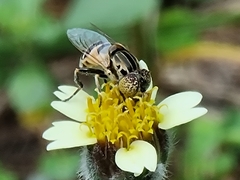 Eristalini