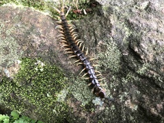 Scolopendra japonica