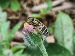 Eristalini