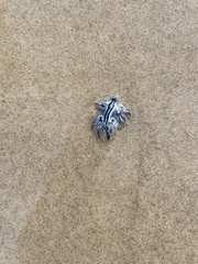 Glaucus atlanticus