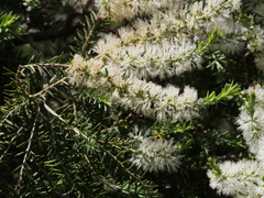 Melaleuca preissiana