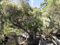 Melaleuca preissiana