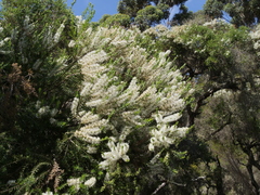 Melaleuca preissiana