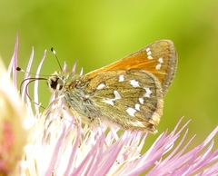 Hesperia woodgatei