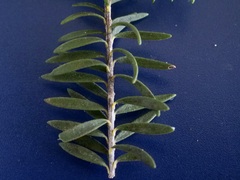 Melaleuca preissiana