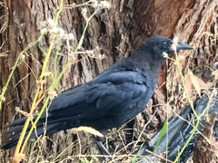 Corvus coronoides