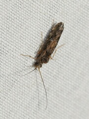 Hydrobiosidae