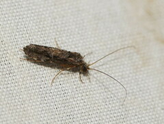 Hydrobiosidae