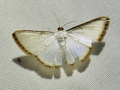 Leuciris