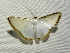 Leuciris