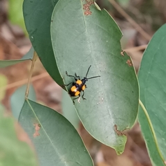Lilioceris quadripustulata