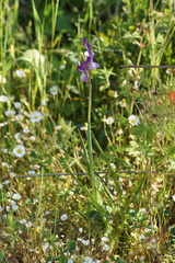 Anacamptis