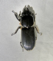Passalus