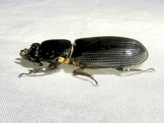 Passalus