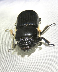 Passalus