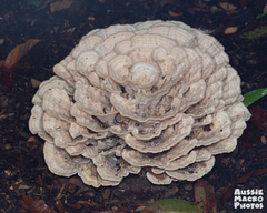 Climacodon dubitativus