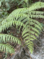 Microlepia nepalensis