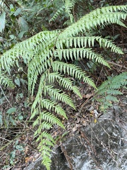 Microlepia nepalensis