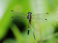 Austrogomphus prasinus