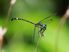 Austrogomphus prasinus