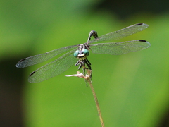 Austrogomphus prasinus