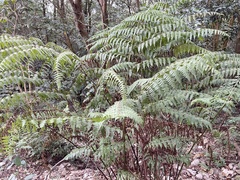 Microlepia nepalensis