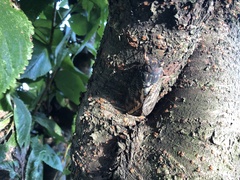 Graptopsaltria nigrofuscata