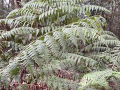 Microlepia nepalensis