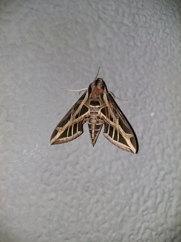 Vine Sphinx