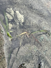 Zostera
