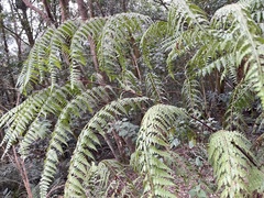 Microlepia nepalensis