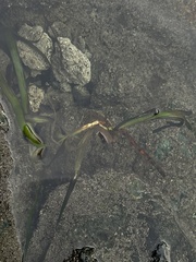 Zostera