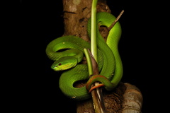 Trimeresurus insularis