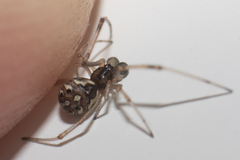 Latrodectus geometricus