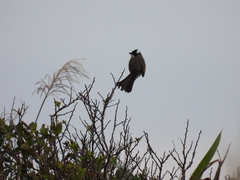 Pycnonotus sinensis formosae