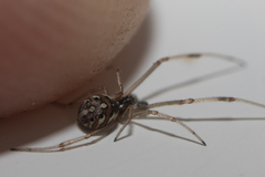 Latrodectus geometricus
