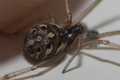 Latrodectus geometricus
