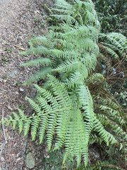 Microlepia nepalensis