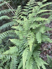 Microlepia nepalensis