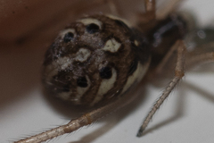 Latrodectus geometricus