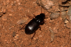 Harpalini