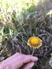 Coronidium gunnianum